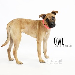 Thumbnail photo of Owl #1