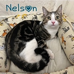 Photo of Nelson