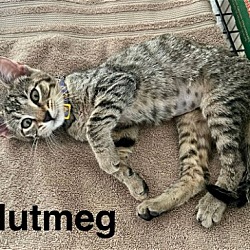 Thumbnail photo of Nutmeg (bonded with Curalalia) #1