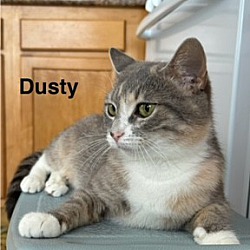 Thumbnail photo of Dusty #1