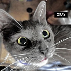 Thumbnail photo of CAT-GRAY #1