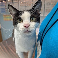 adopt a pet
