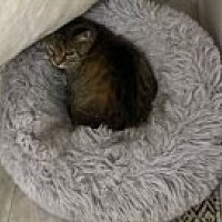 adopt-pet