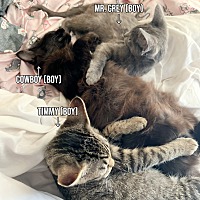 adopt a pet