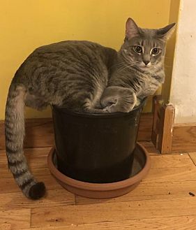 Adopt A Pet Petsmart Charities