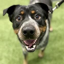 fetching tails rescue