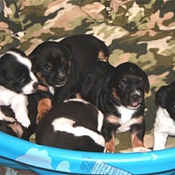 Thumbnail photo of Khloe & 6 puppies #3