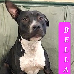 Photo of BELLA