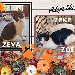 Photo of Zevz, Zoe, Zeke