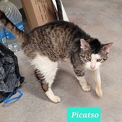 Thumbnail photo of Picatso-Sponsored #3