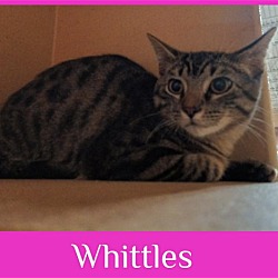 Photo of WHITTLES