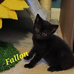 Photo of FALINE Kitten