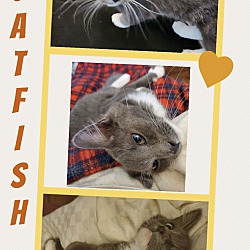 Photo of Catfish