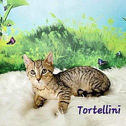 Thumbnail photo of Tortellini #4