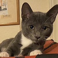 adopt a pet
