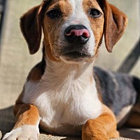 adopt a pet