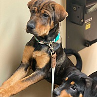 adopt a pet