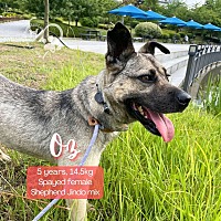 adopt a pet