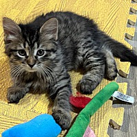 adopt-pet