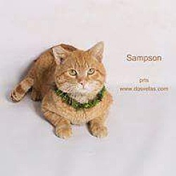 Thumbnail photo of Sampson #4