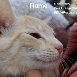Thumbnail photo of Flame #1