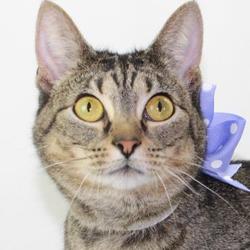 Kentucky Humane Society Dixie In Louisville Kentucky