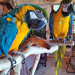 Photo of Strider&Wally-2 Macaws