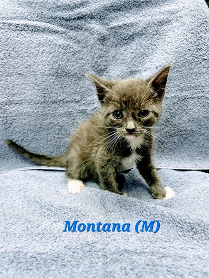 Photo of Montana