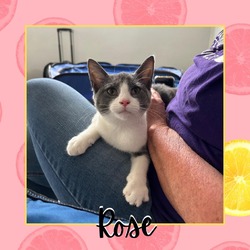 Thumbnail photo of Rose #2