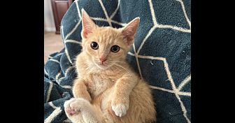 Peaches