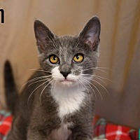 adopt a pet