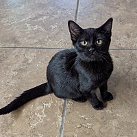 adopt-pet