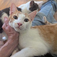 adopt a pet