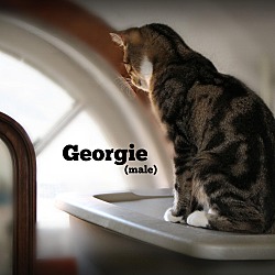 Thumbnail photo of Georgie #4