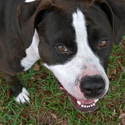 Boxer Puppies For Sale In Melbourne Florida Adoptapet Com