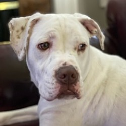 Rookies Rescue Asap Rescue Ct In Milford Connecticut