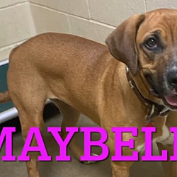 Thumbnail photo of Maybelle Adoption Pending 7/24 #2