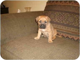 Howell Mi Bullmastiff Meet Sammie A Pet For Adoption