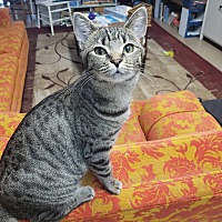 adopt a pet
