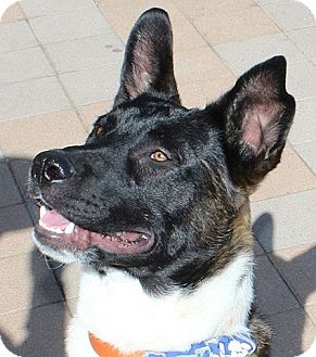 blue heeler akita mix