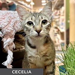 Thumbnail photo of Cecelia #1
