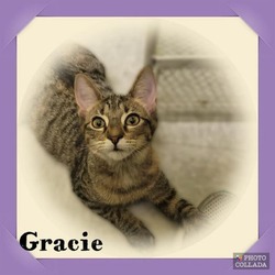 Thumbnail photo of GRACIE #3