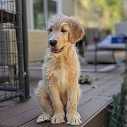 Thumbnail photo of Winston - Golden/Poodle puppy! #3