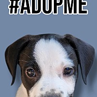 adopt a pet