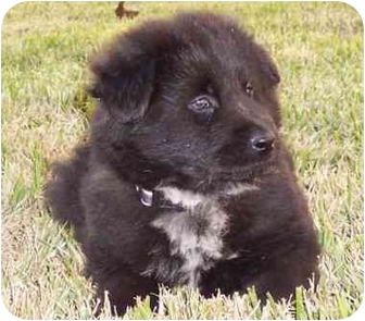 chow chow labrador mix for sale