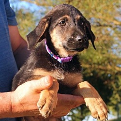 Thumbnail photo of Rebecca, best baby shep hound! #4
