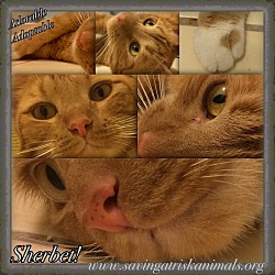 Thumbnail photo of Sherbet The Red #2