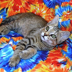 Thumbnail photo of Taylor-DECLAWED 4 MONTH KITTEN #1