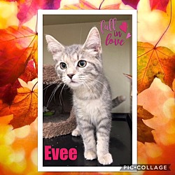 Photo of Evee