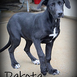 Thumbnail photo of Dakota~adopted! #2